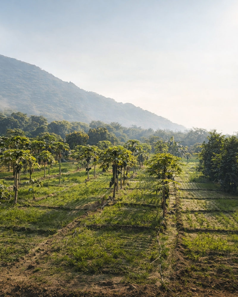 ひとことエッセイ